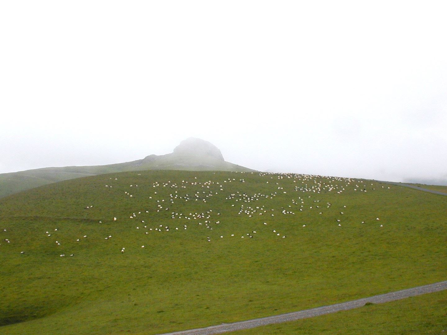 Pošniki ovc v Pirenejih