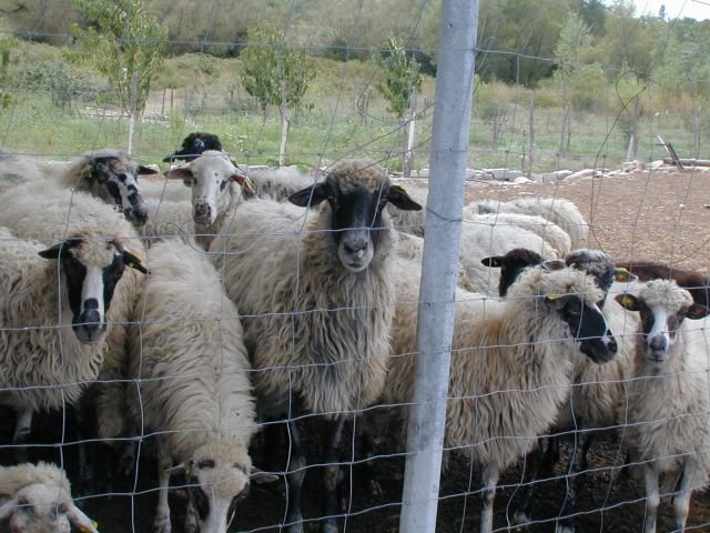 ovce2.jpg