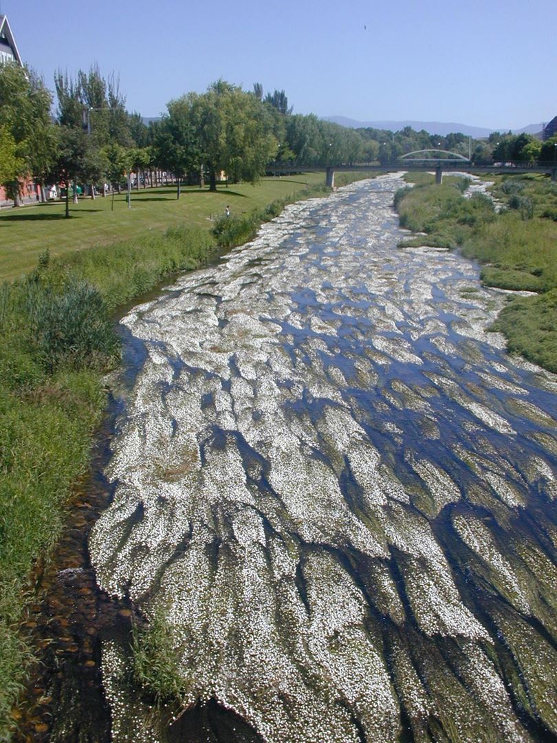 Najera - cvetoča reka