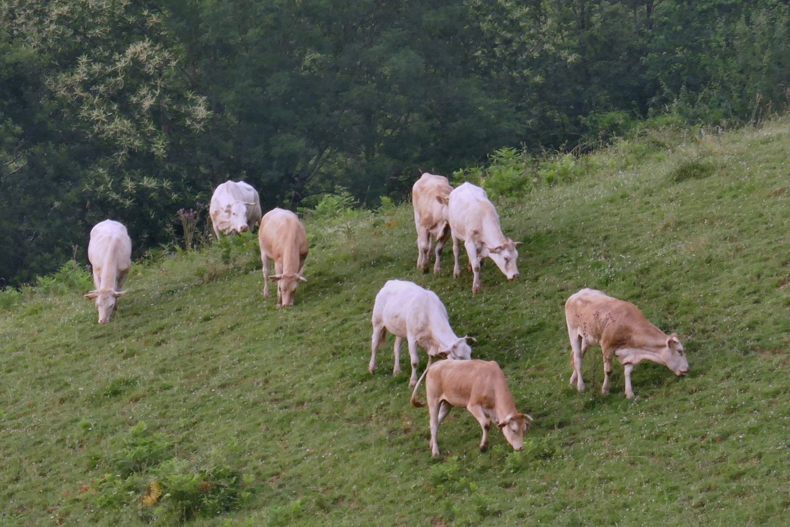 Pašniki krav