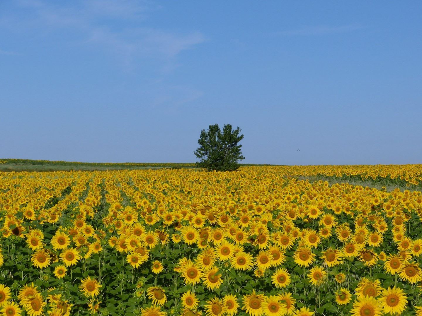 Polje sončnic