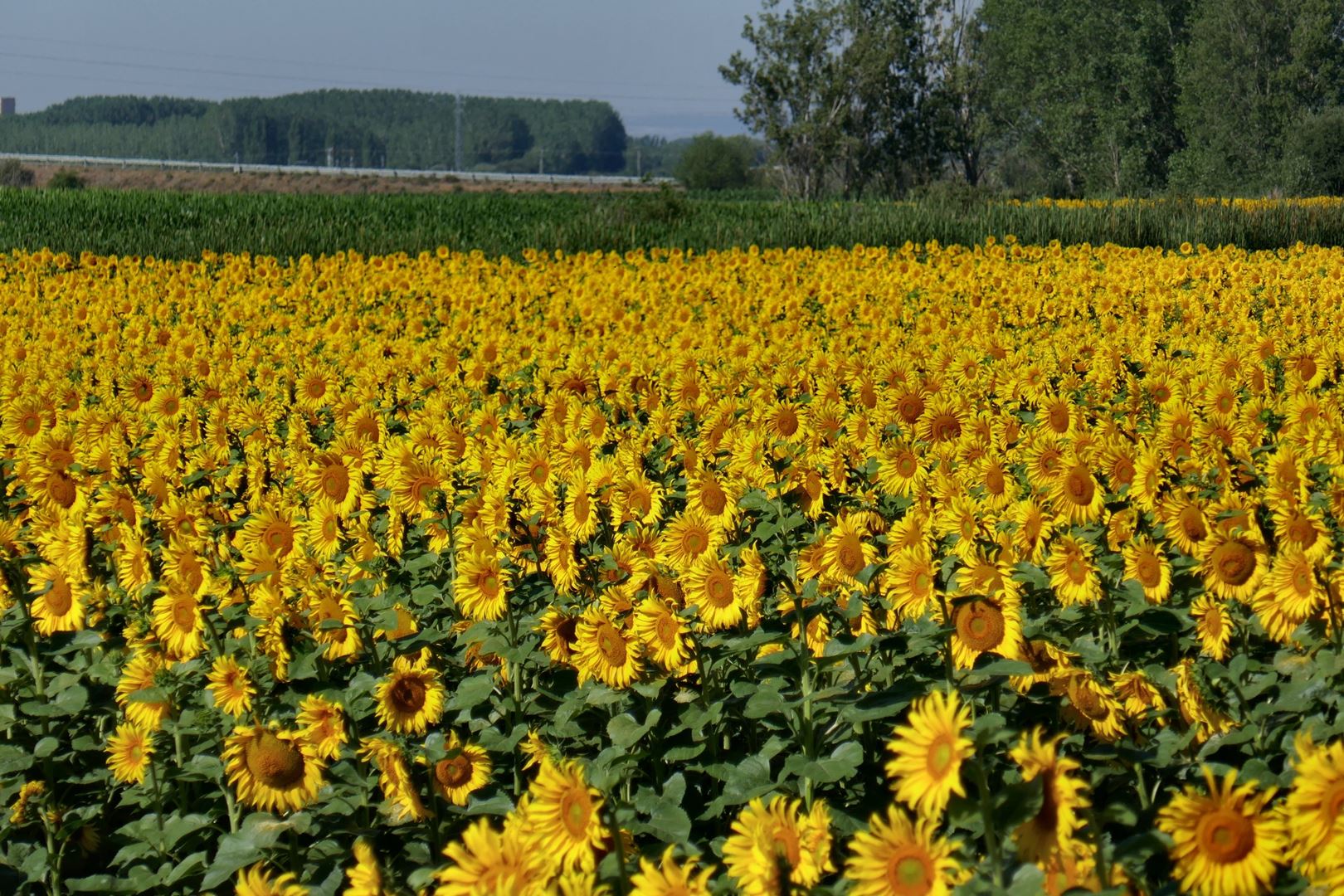 Polje sončnic